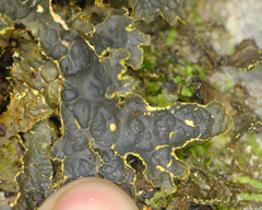 Pseudocyphellaria holarctica