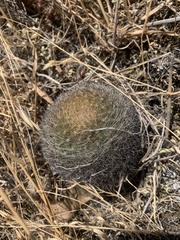 Matucana haynii