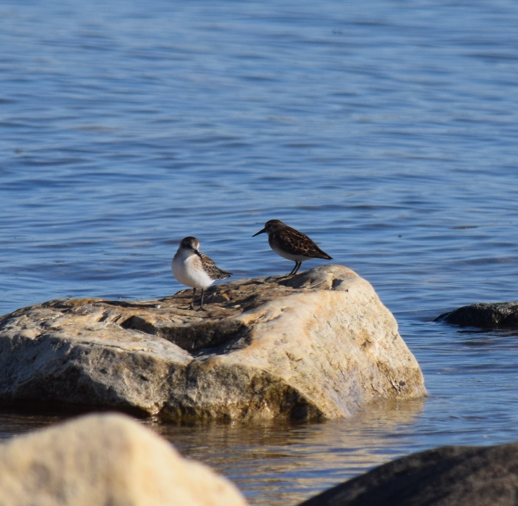 Least Sandpiper from Tadoule Lake, MB R0B 2C0, Canada on August 14 ...