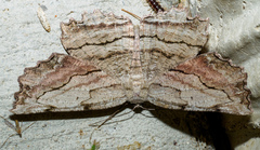 Lytrosis unitaria