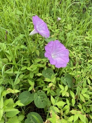 Ipomoea orizabensis novogaliciana