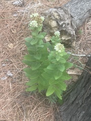 Pluchea foetida foetida