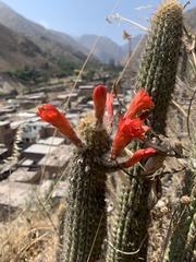 Loxanthocereus acanthurus