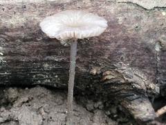 Entoloma perumbilicatum