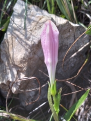 Spigelia alabamensis