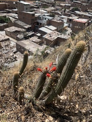 Loxanthocereus acanthurus