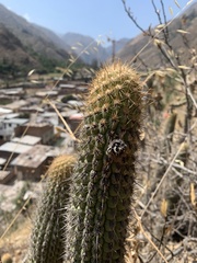 Loxanthocereus acanthurus