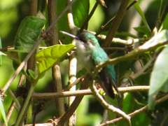 Chlorostilbon melanorhynchus