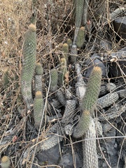 Loxanthocereus acanthurus