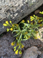 Senecio pudicus