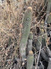 Loxanthocereus acanthurus