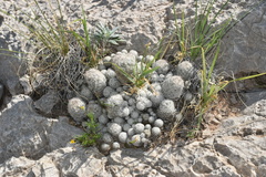 Escobaria sneedii sneedii