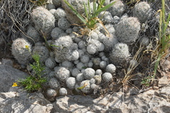 Escobaria sneedii sneedii