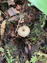 Entoloma watsonii