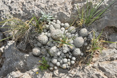 Escobaria sneedii sneedii