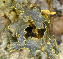 Pseudocyphellaria holarctica