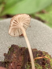Entoloma watsonii
