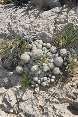 Escobaria sneedii sneedii