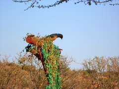Lamprotornis pulcher