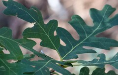Argyresthia inscriptella