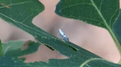 Argyresthia inscriptella