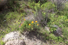 Lampranthus aureus