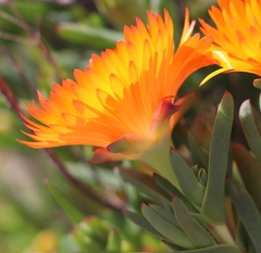 Lampranthus aureus