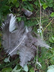 Tetrao urogallus