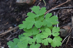 Aquilegia elegantula