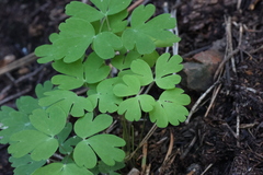 Aquilegia elegantula