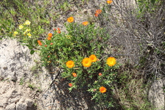 Lampranthus aureus