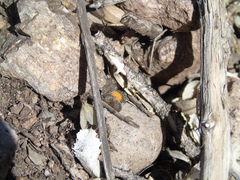 Lachnocephala vellosata