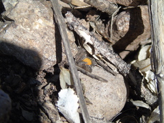 Lachnocephala vellosata