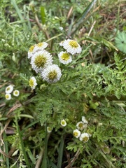 Plagiocheilus bogotensis