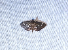Diathrausta harlequinalis