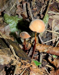 Marasmius cohaerens