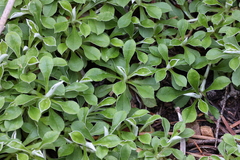 Antennaria marginata