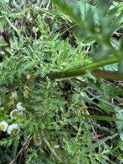 Plagiocheilus bogotensis