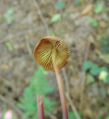 Marasmius cohaerens