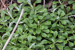 Antennaria marginata
