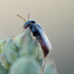 Macroteropsis
