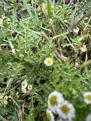 Plagiocheilus bogotensis