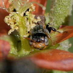 Macrotera latior