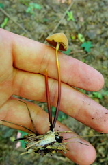 Marasmius cohaerens