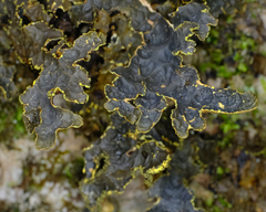 Pseudocyphellaria holarctica