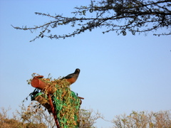 Lamprotornis pulcher