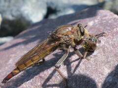 Proctacanthus philadelphicus