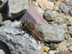Proctacanthus philadelphicus
