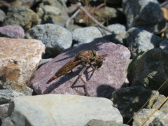 Proctacanthus philadelphicus