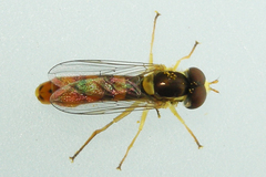 Sphaerophoria philanthus